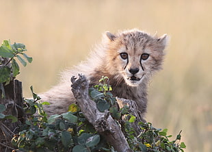 cheetah cub on tree trunks