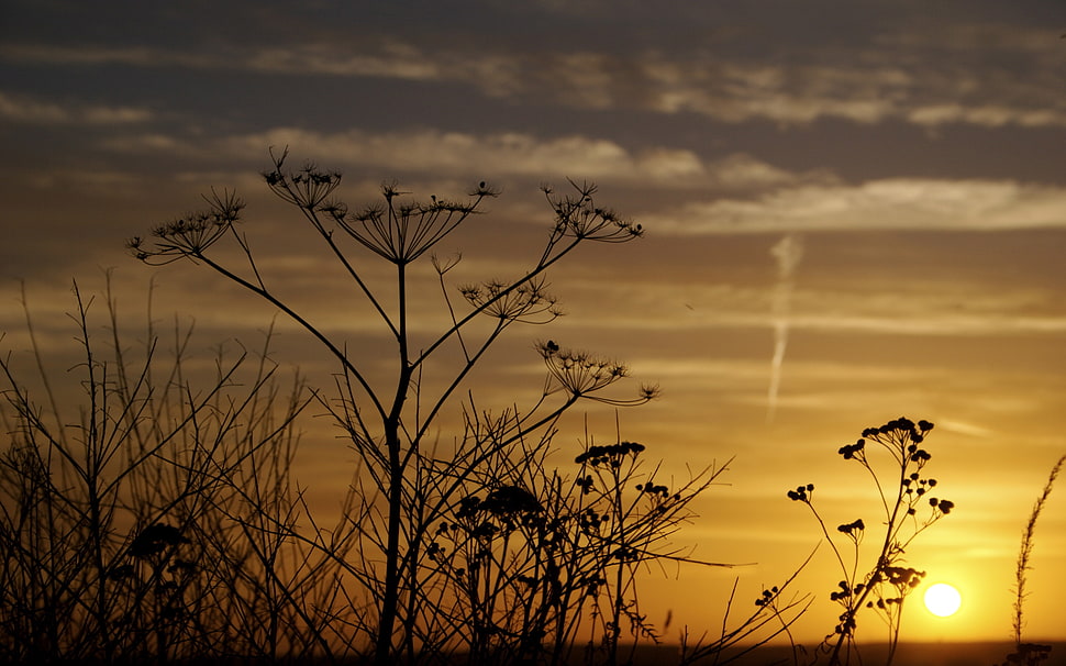view of dandelion during sunset HD wallpaper