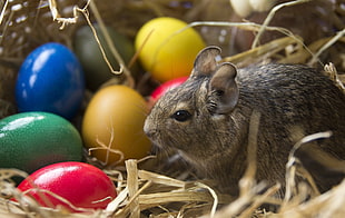 brown and black hamster beside colored eggs on dried hay