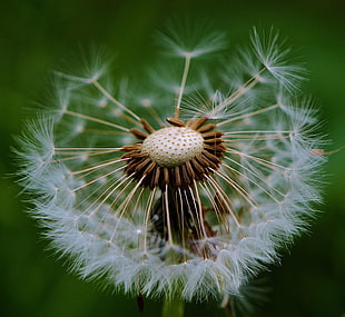 close-up photography of dandelion