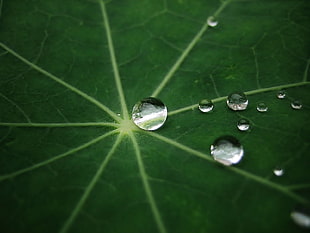 green leaf plant HD wallpaper