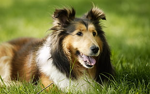 adult tricolor Shetland sheepdog prone lying on grass