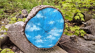 blue and brown log, nature