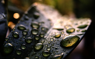Macro Shot Photography of leaf