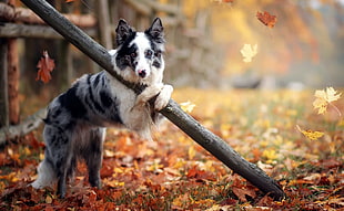 short-coated white and gray dog, outdoors, animals, dog, leaves