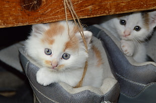 close up photo of two white tabby kittens
