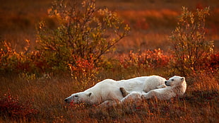two polar bears, nature, animals, baby animals, polar bears HD wallpaper