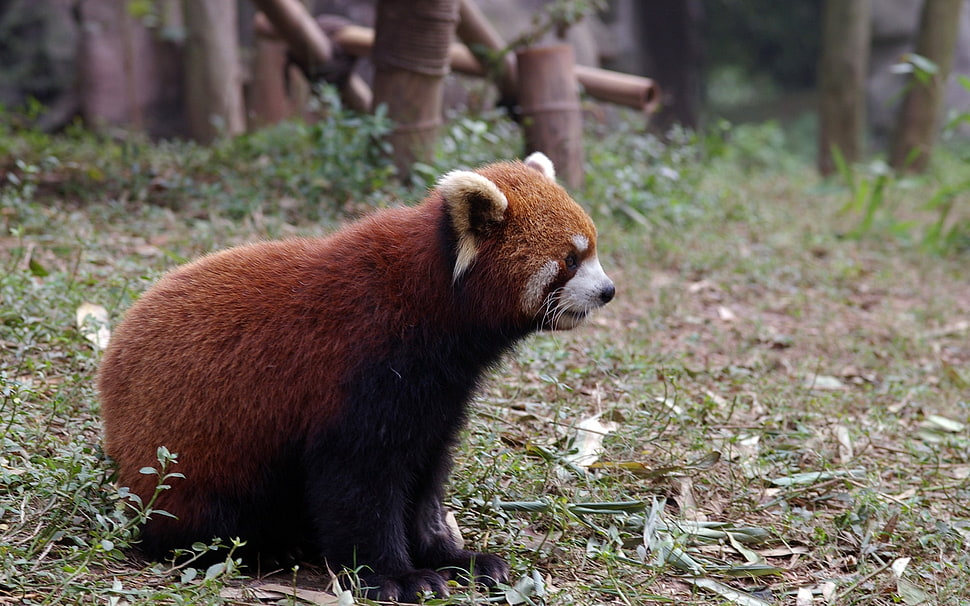 red panda near on green grass field HD wallpaper