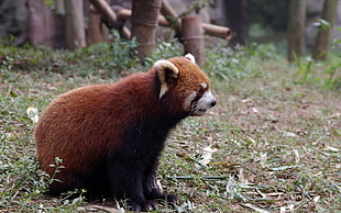 red panda near on green grass field