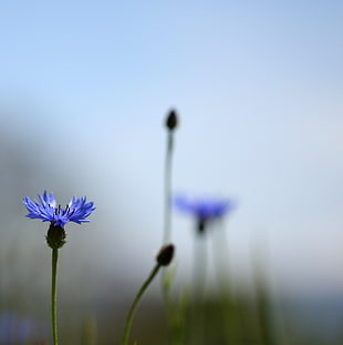 blue petaled flower in closeup photography, corn