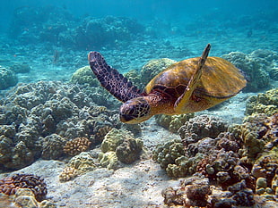 brown turtle on coral reefs HD wallpaper