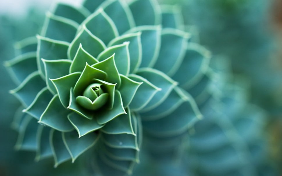green leaf plant HD wallpaper