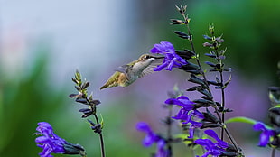 selective focus photography of a green hummingbird on purple petaled flower, flores