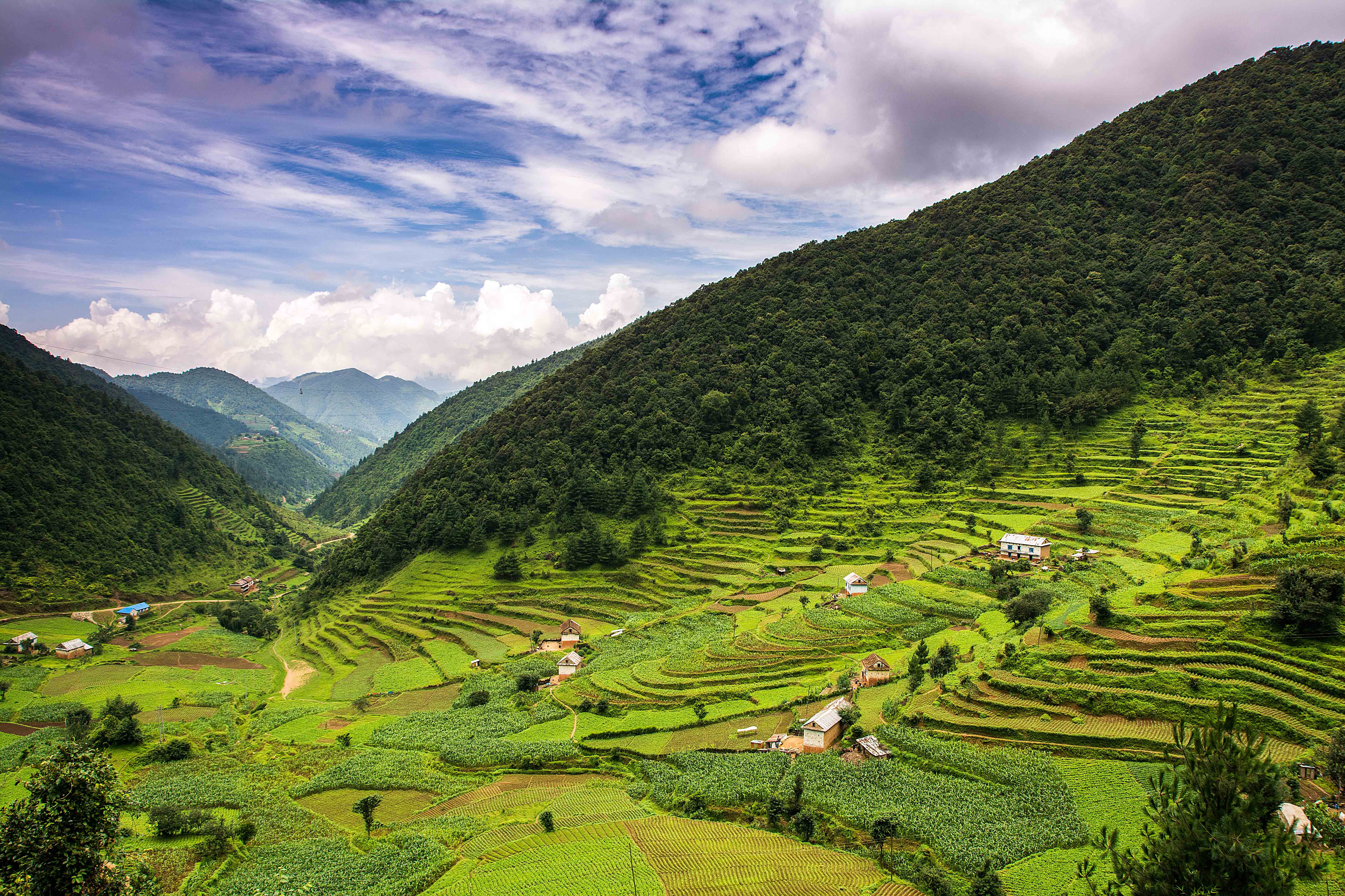 green rice terraces, nepal