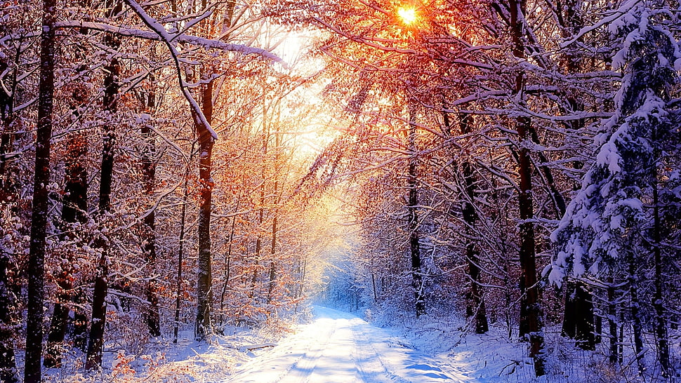 snow-covered forest, winter, pathway, trees, nature HD wallpaper