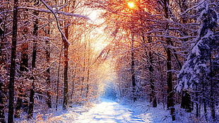 snow-covered forest, winter, pathway, trees, nature