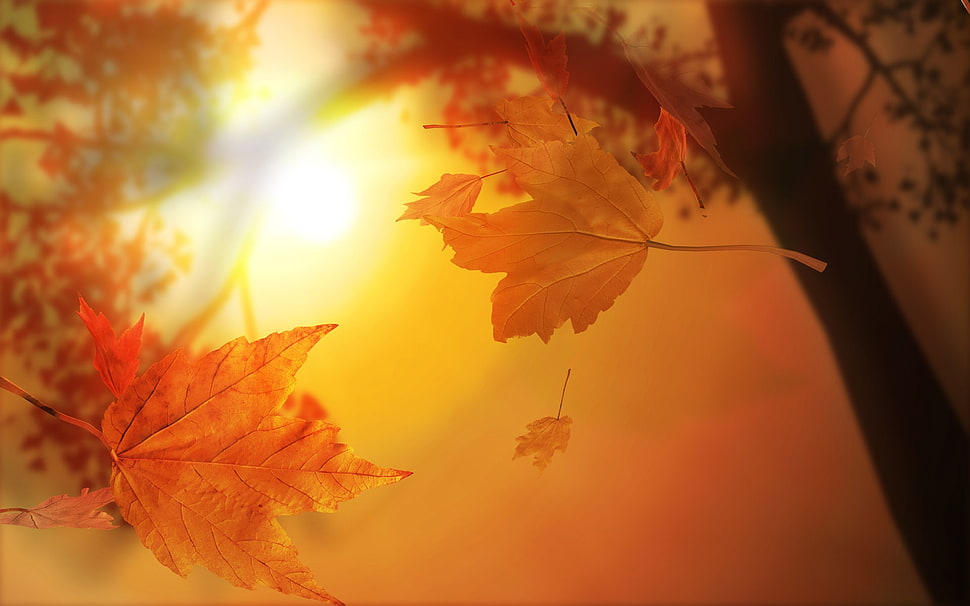 Toronto Maples HD wallpaper