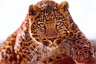 brown and white leopard, animals, leopard (animal)
