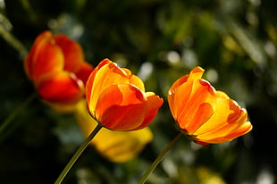 selective photography of red-and-yellow Tulip flowers HD wallpaper