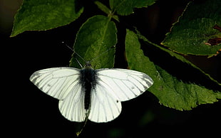 white and grey butterfly on green leaf plant
