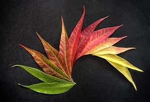green, yellow, and red flower leaves HD wallpaper