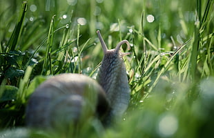 macro photography of snail on green grass