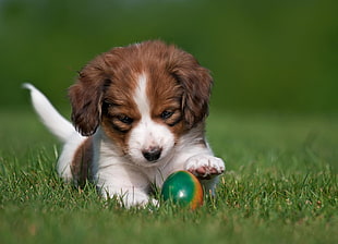 long-coated brown and white puppy playing ball on green grass during daytime HD wallpaper