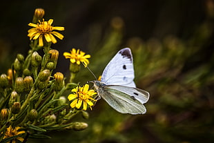 white and black butterfly on yellow flower