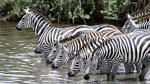 liter of zebras on body of water HD wallpaper