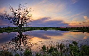 bare tree near large body of water during sunset