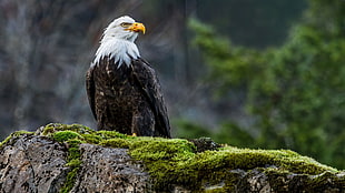 bald eagle, animals, nature, wildlife, eagle HD wallpaper