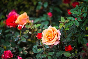 orange and red rose flowers