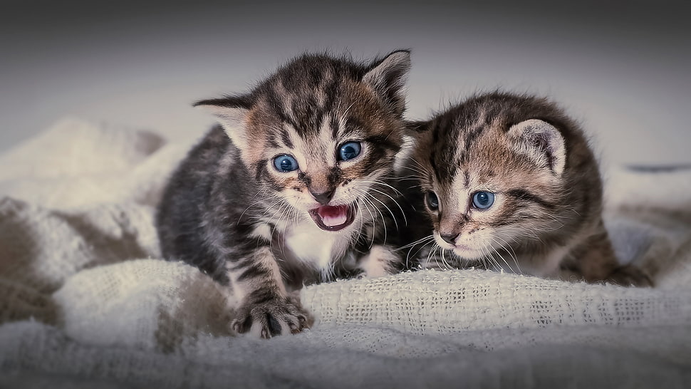 two gray tabby kitten on white surtface HD wallpaper
