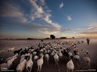 flock of camels, sheep, landscape, National Geographic, animals HD wallpaper