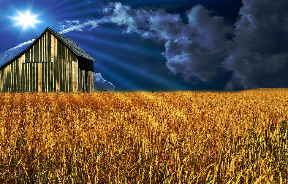 photo of wheat field near barn during daytime HD wallpaper