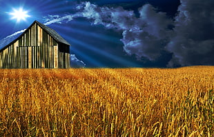 photo of wheat field near barn during daytime
