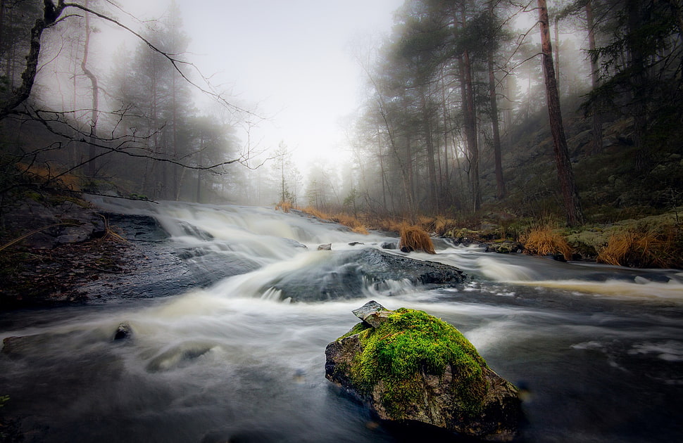 time-lapse photography of river surrounded by trees, river, nature, water, trees HD wallpaper