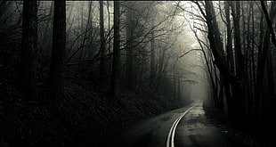gray asphalt road, forest, road, monochrome, dark HD wallpaper