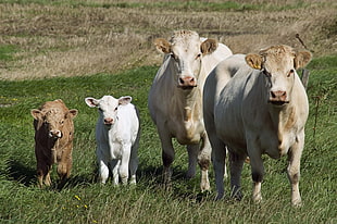two cows and two cow calves