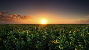 yellow sunflower field, nature