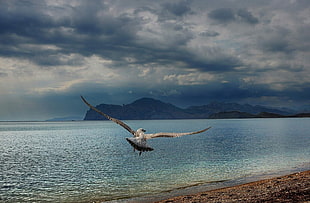 eagle flying above sea shore
