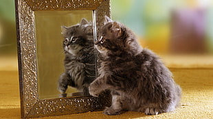 gray kitten standing in front mirror