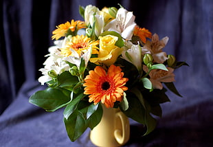 orange daisy flower, nature, flowers, bouquets