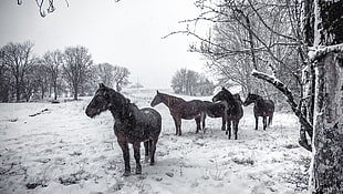four brown horses, snow, winter, animals, horse