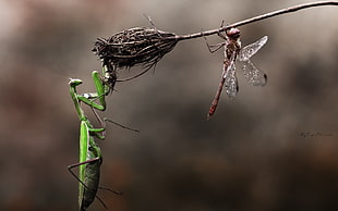 brown dragonfly and green praying mantis in closeup photo