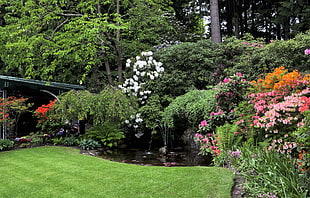 photograph of flower garden