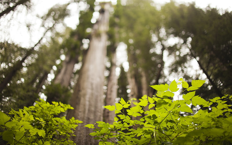 green leaf plants under trees during daytime HD wallpaper