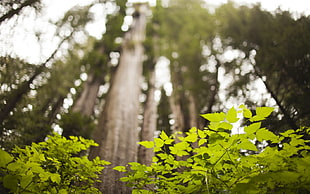 green leaf plants under trees during daytime