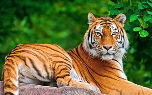 tiger beside green plant
