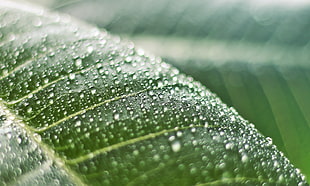 water dew drops on green leaf plant